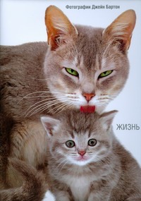 Жизнь кошек